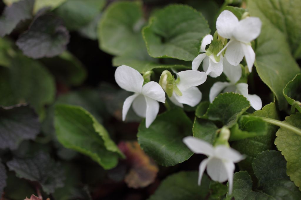 Viola odorata bianca?  Viola alba?   Da rianalizzare